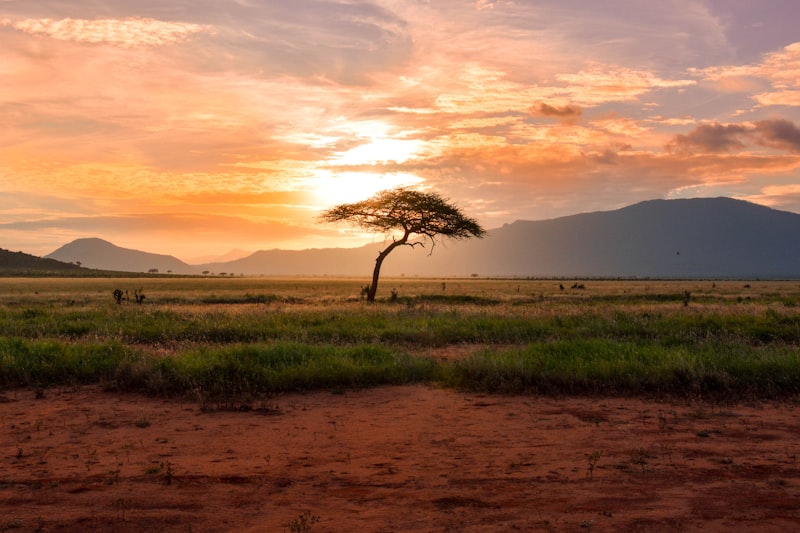 Safari in Africa